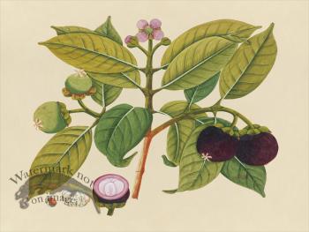 Far East Fruit and Flowers 18
